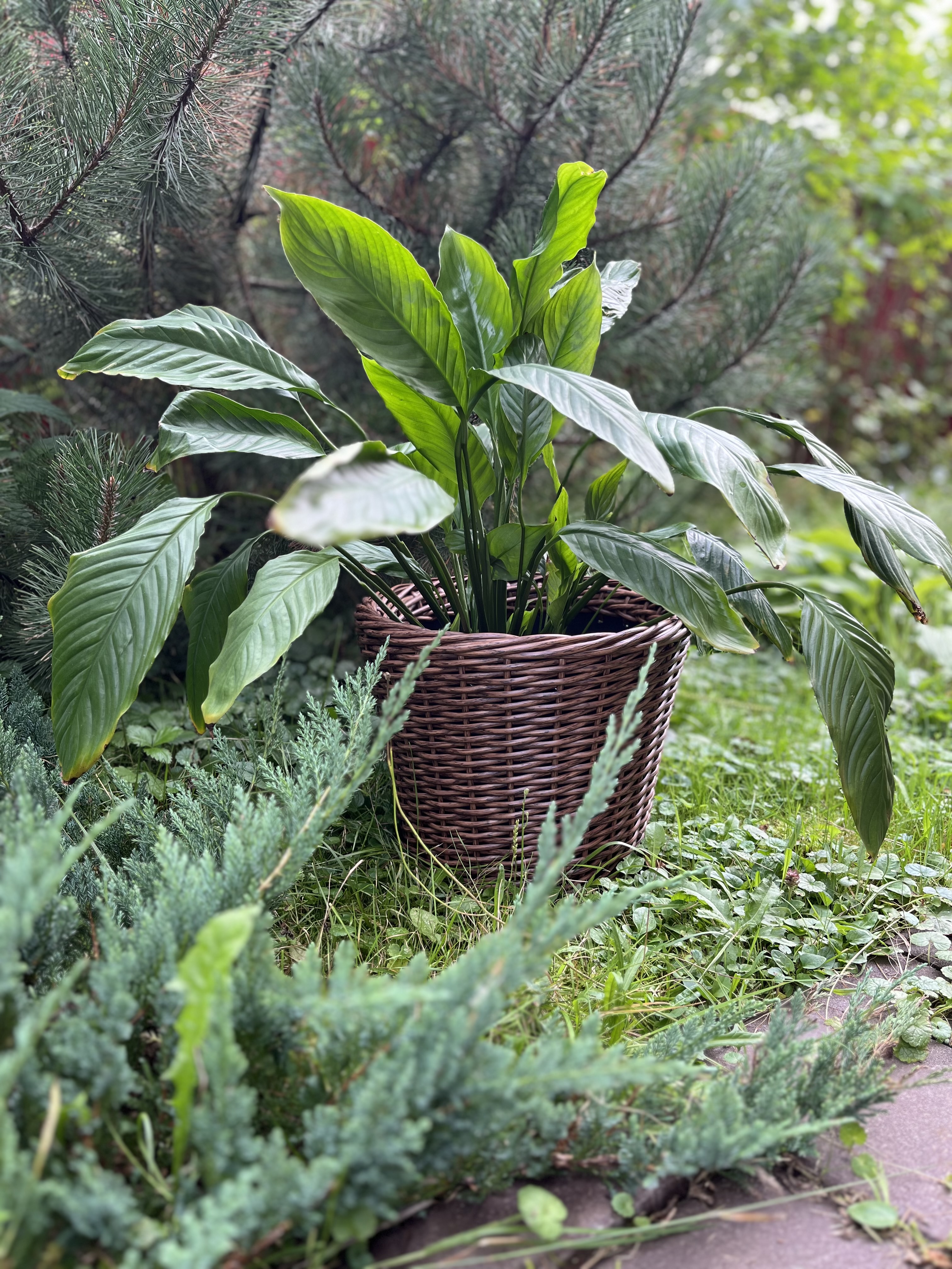 Кашпо из искусственного ротанга орех 12 литров