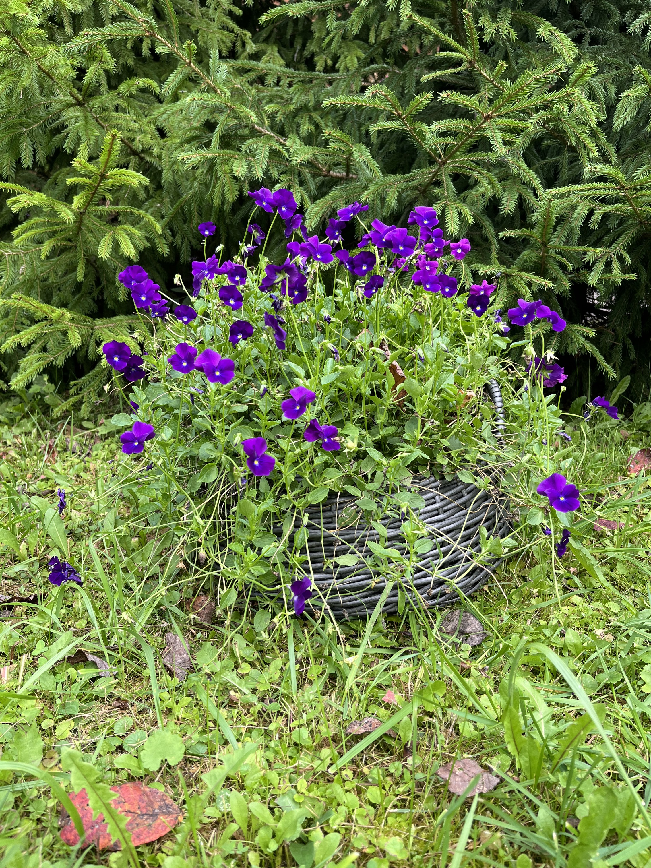 Кашпо цветочная корзина из искусственного ротанга серебряный дуб 9 литров