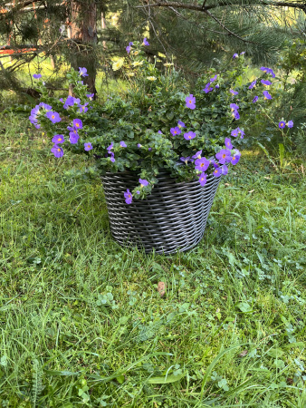 Кашпо из искусственного ротанга серебряный дуб 12 литров луковая корзина